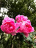 <i>Rosa californica</i> 'Plena' rose photo