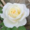 The Great White rose photo