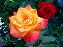 Raymond Kopa rose photo