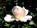 Renaissance rose photo