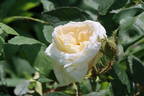 Golden Moss rose photo
