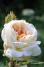 Golden Moss rose photo