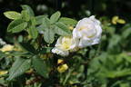 Golden Moss rose photo