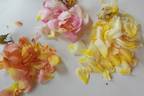 Golden Moss rose photo