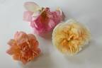 Golden Moss rose photo