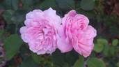 Rembrandt rose photo