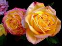 Girandola rose photo