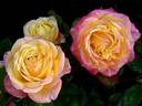 Girandola rose photo