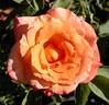 Velvet Orange rose photo