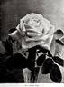 Lawrence Allen rose photo