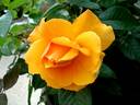 Francoise Berville ® rose photo