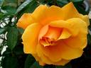 Francoise Berville ® rose photo