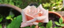 Fürstin Infantin von Hohenzollern rose photo