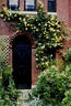 Lawrence Johnston rose photo