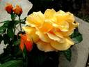 Francoise Berville ® rose photo