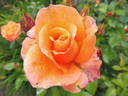 Mama Mia! rose photo