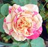 Wonderstripe ™ rose photo