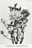 Frimousse rose photo