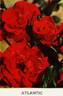 Atlantic ® rose photo