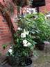 Madame Louis Lens rose photo
