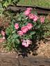 Pink Freedom rose photo