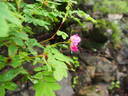<i>Rosa nipponensis</i> Crép. rose photo