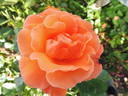 Newsflash rose photo