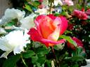 Starion ® rose photo