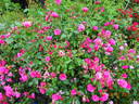 Indianna Mae rose photo