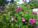 Le Havre rose photo