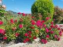Pétillante de Saint-Galmier® rose photo