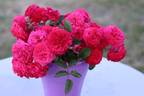 Pétillante de Saint-Galmier® rose photo