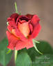 Mama Africa rose photo