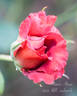 Mama Africa rose photo