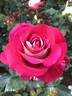 Ninety-Niner rose photo