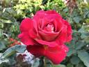 Ninety-Niner rose photo