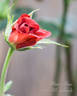 Mama Africa rose photo