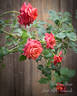 Mama Africa rose photo