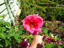 Lorraine Lee rose photo