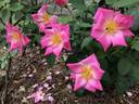 Pink Freedom rose photo
