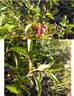 <i>Rosa rudiuscula</i> Greene rose photo