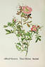 <i>Rosa rudiuscula</i> Greene rose photo