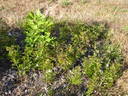 <i>Rosa rudiuscula</i> Greene rose photo