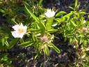 <i>Rosa rudiuscula</i> Greene rose photo