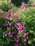 Sourire d'Antan rose photo
