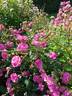 Sourire d'Antan rose photo