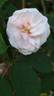 Madame Alfred de Rougemont rose photo