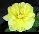 Lemon Zest™ rose photo