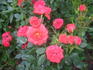 Fiery Hit ® rose photo