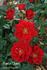 Santa Claus rose photo